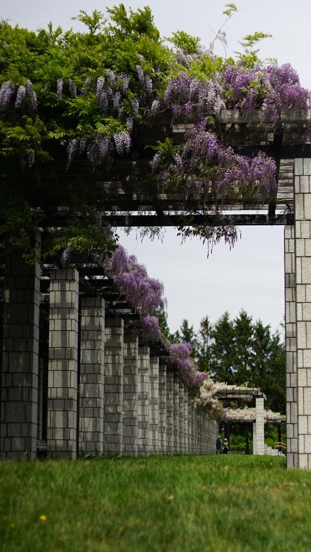 Nikkor 50mm f/1.4 単焦点レンズ