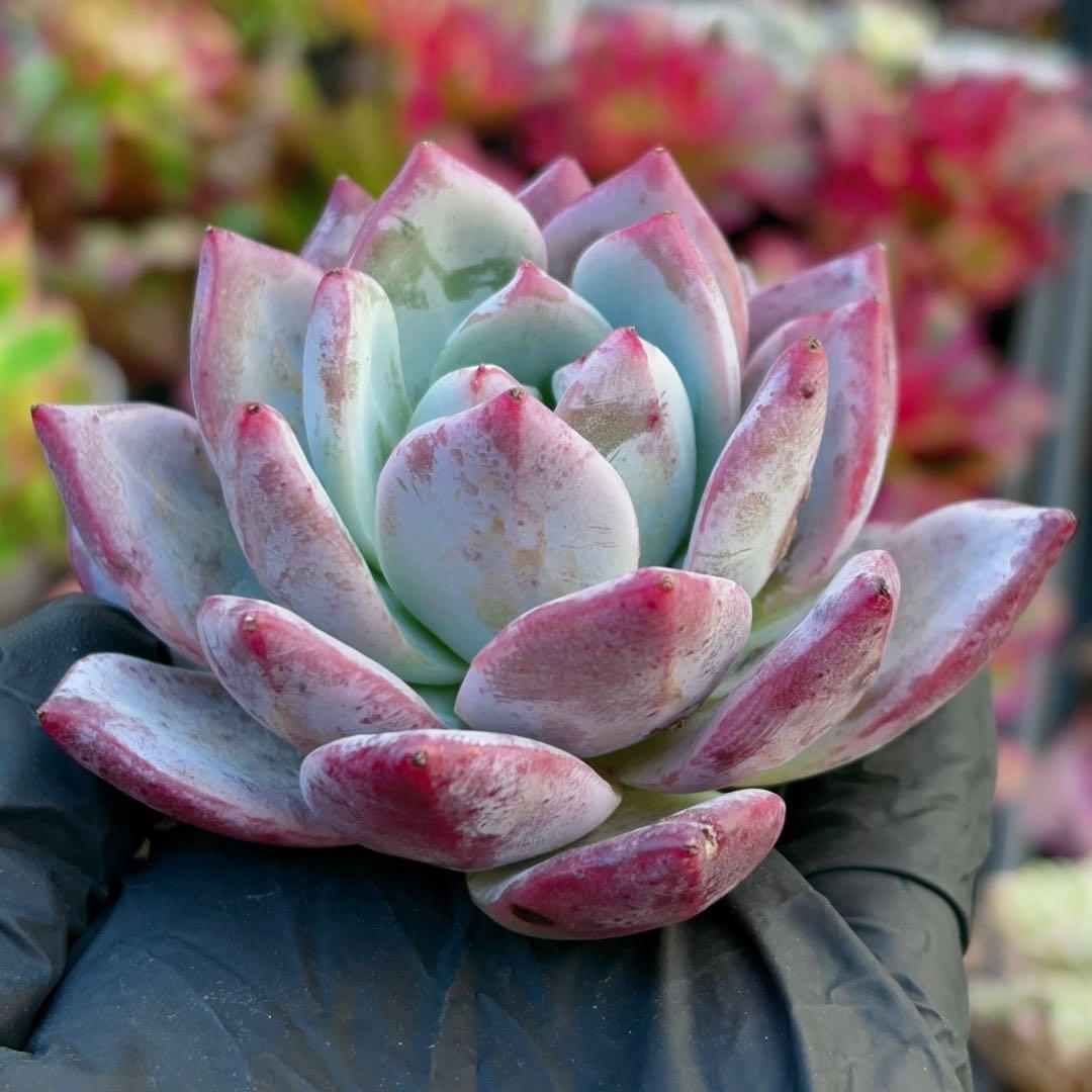 速達　3苗　新入荷　ブラックサバス（大）　エケベリア　多肉植物