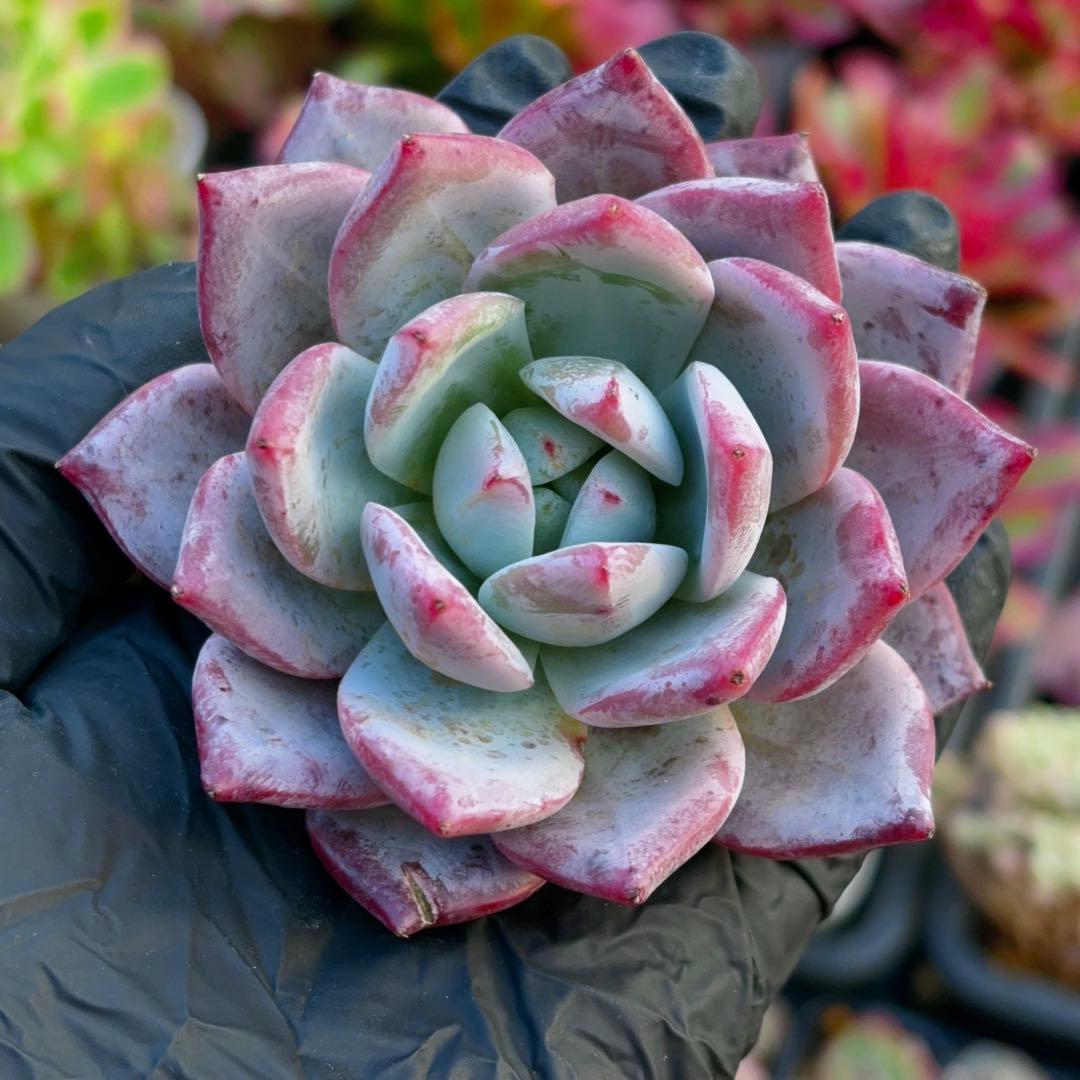 速達　3苗　新入荷　ブラックサバス（大）　エケベリア　多肉植物