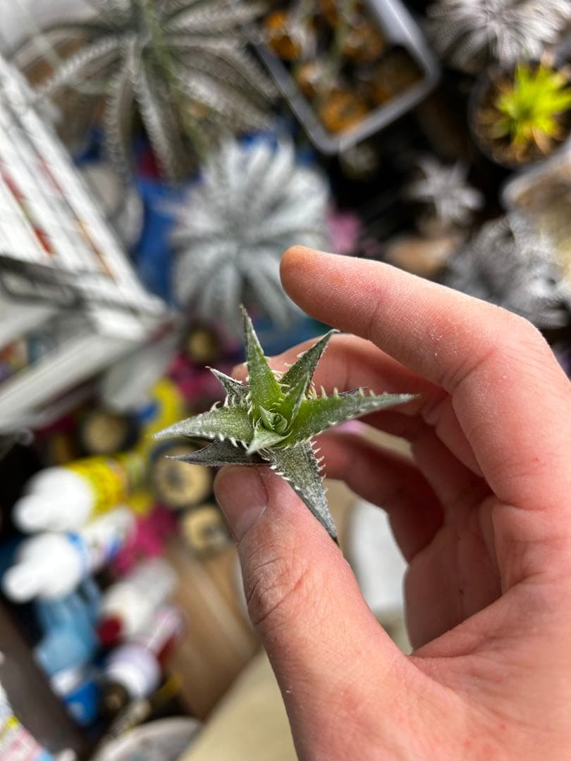 ブロメリア・エアープランツ Dyckia Goku