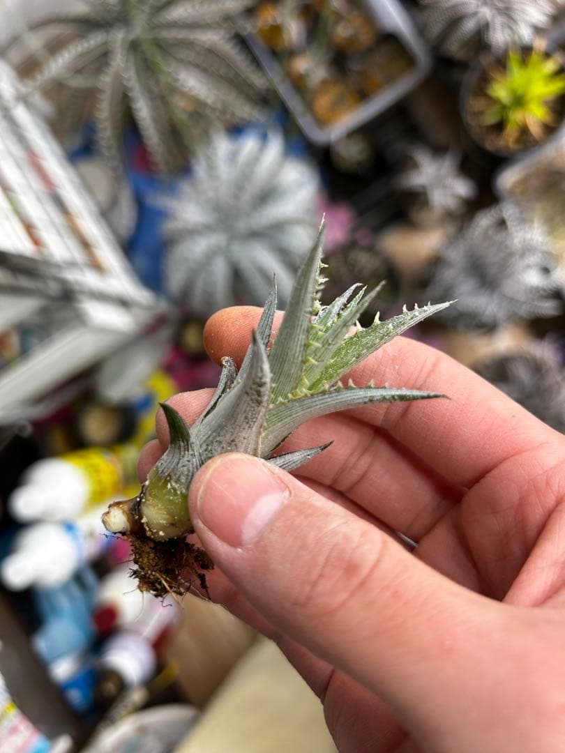 ブロメリア・エアープランツ Dyckia Goku
