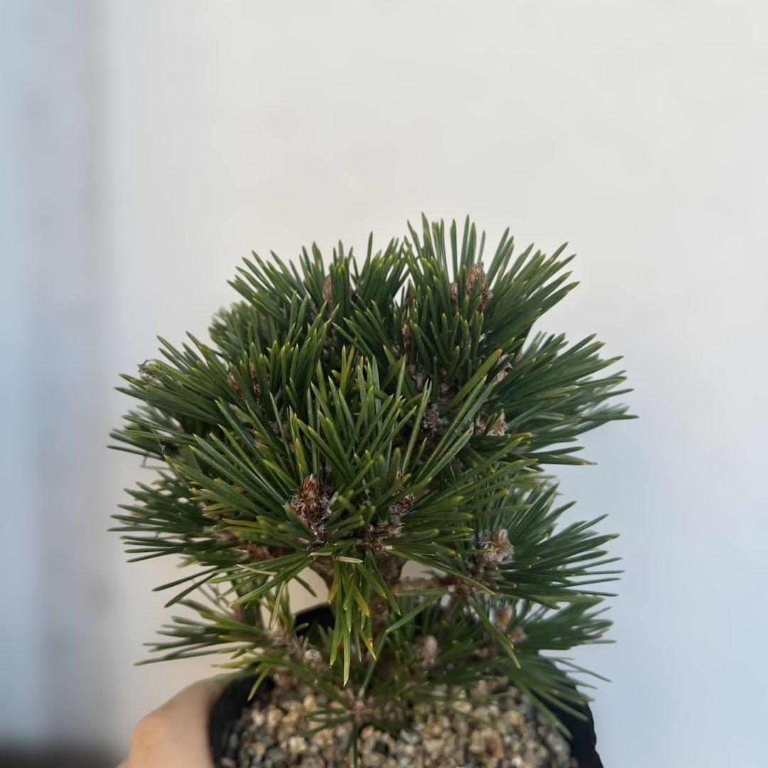 千寿丸　黒松　盆栽　状態良し　値下げ不可