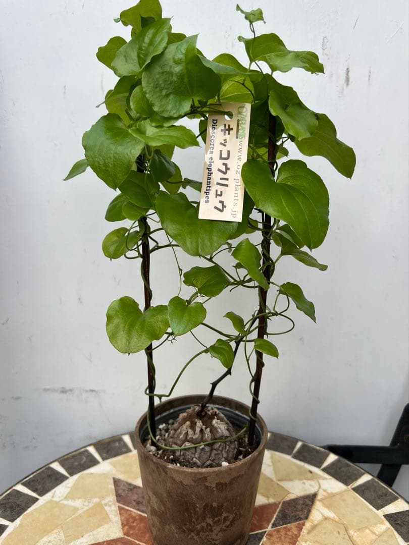 亀甲竜 アフリカキッコウリュウ 塊根植物 コーデックス エレファンティペス
