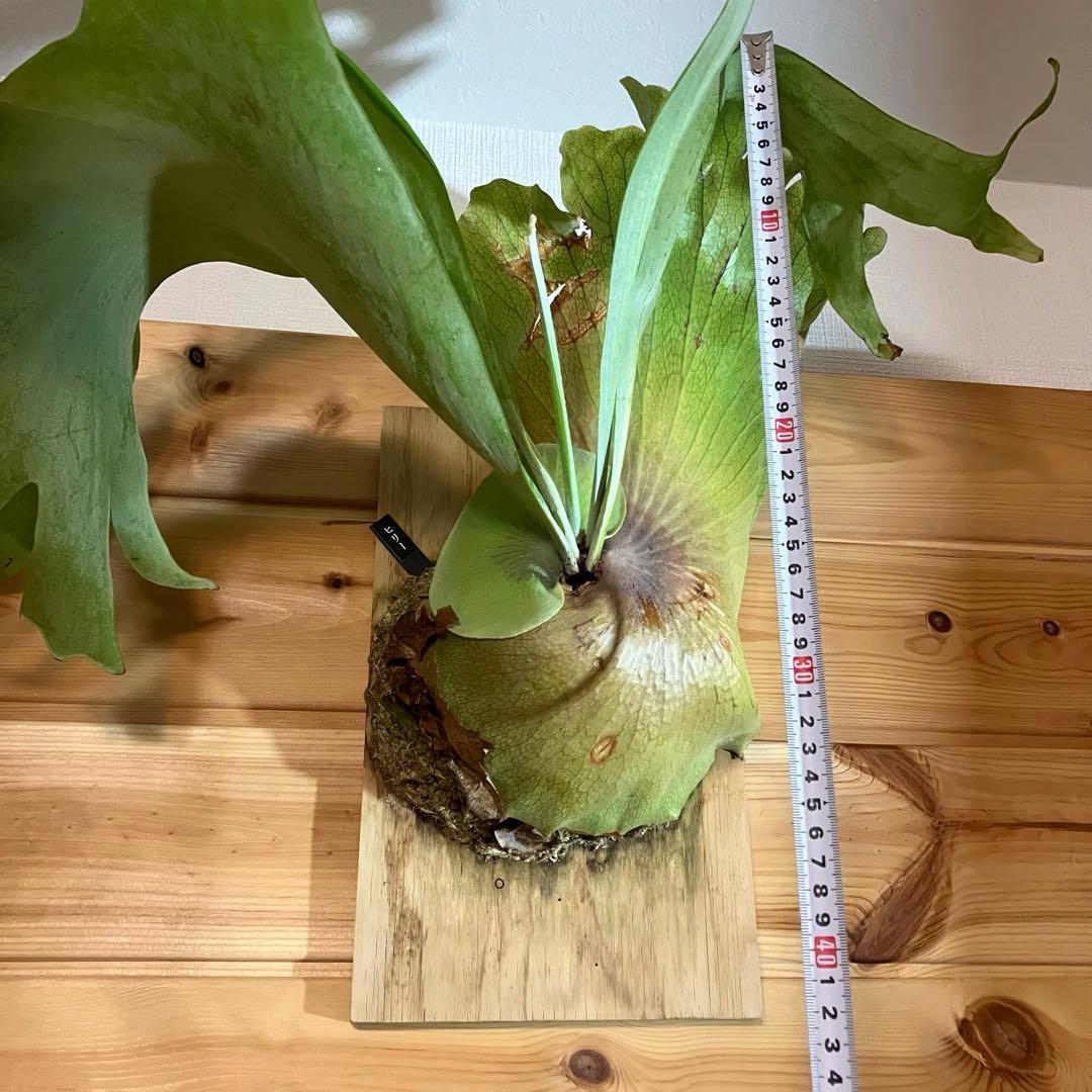 【大型】人気 ビカクシダ ヒリー P.Hillii 品種不明 板付 おしゃれ