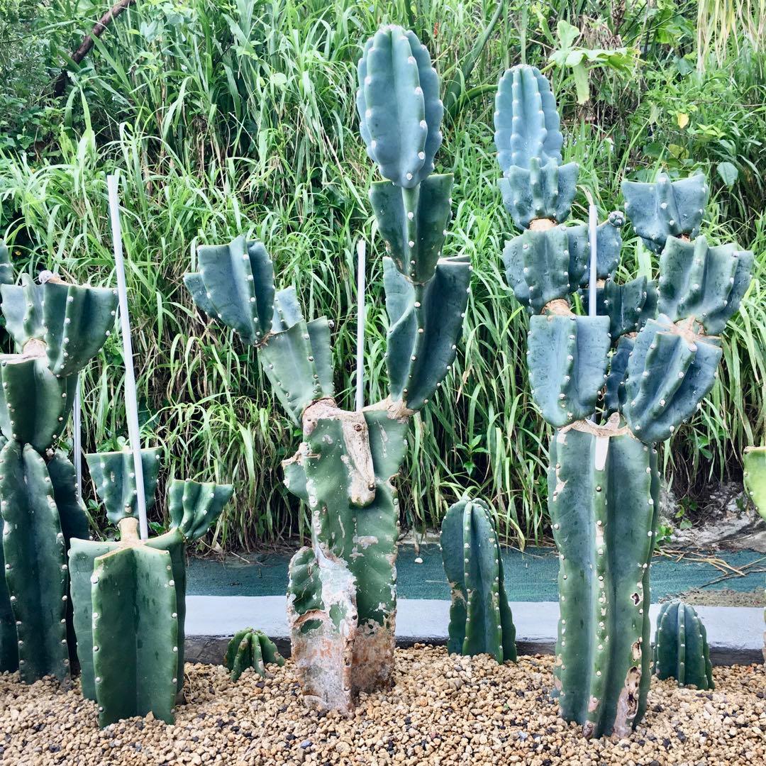 【鉢植え・送料込】柱サボテン ヌーダム (トゲ無し) ブランチ 沖縄育ち