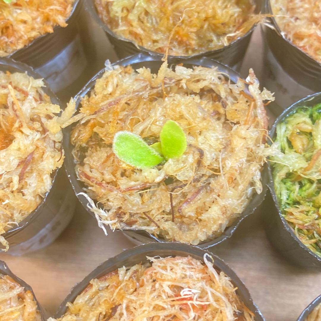 イエロームーンドワーフEXPなどビカクシダ胞子培養株お得20種セット