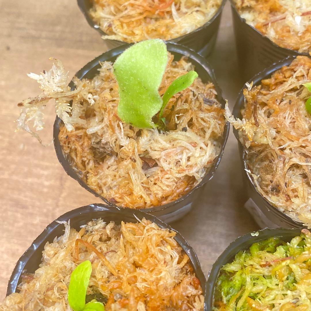 イエロームーンドワーフEXPなどビカクシダ胞子培養株お得20種セット