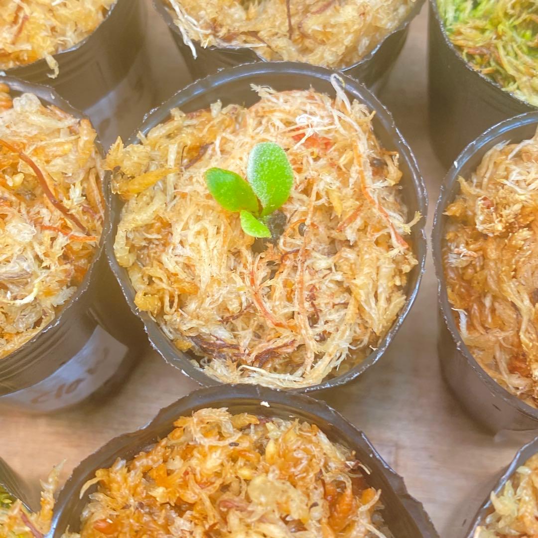 イエロームーンドワーフEXPなどビカクシダ胞子培養株お得20種セット