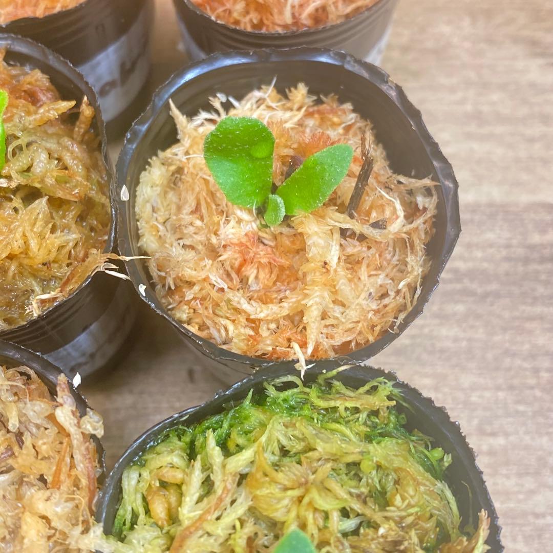 イエロームーンドワーフEXPなどビカクシダ胞子培養株お得20種セット