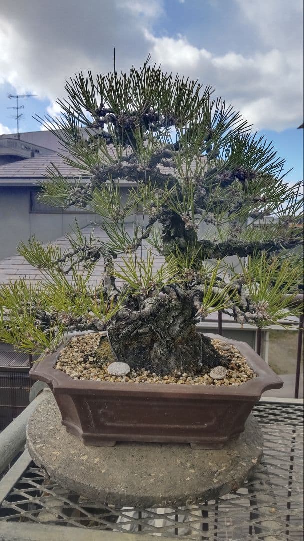 黒松盆栽 極太 肌荒れ