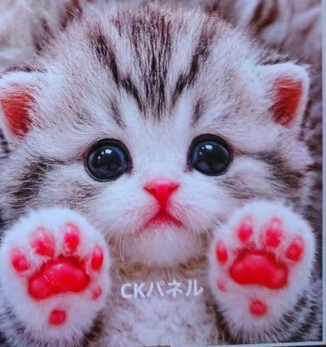 猫ちゃんパネルオーダー受付中