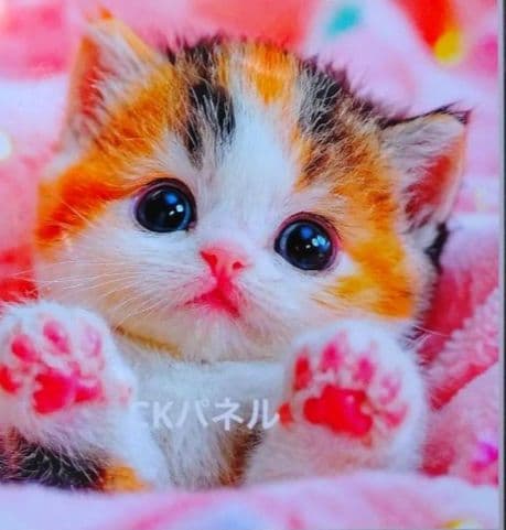 猫ちゃんパネルオーダー受付中