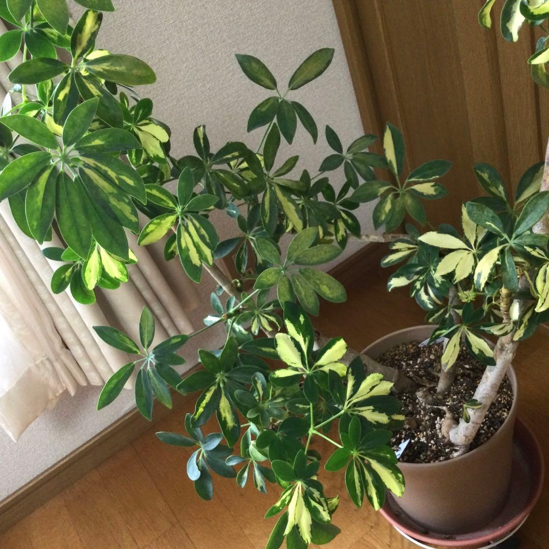 観葉植物　シェフレラ　ホンコンカポック　鉢植　画像のままを発送