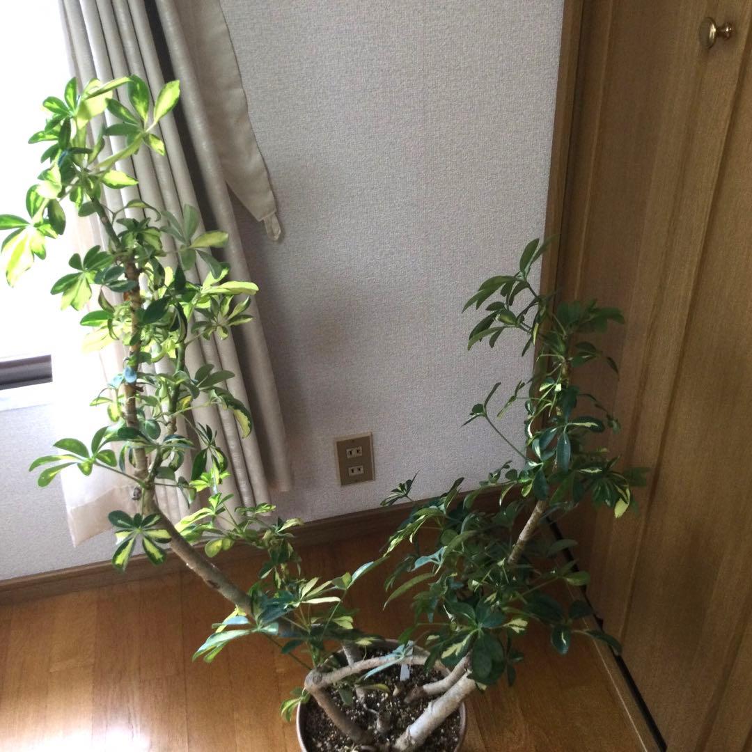 観葉植物　シェフレラ　ホンコンカポック　鉢植　画像のままを発送