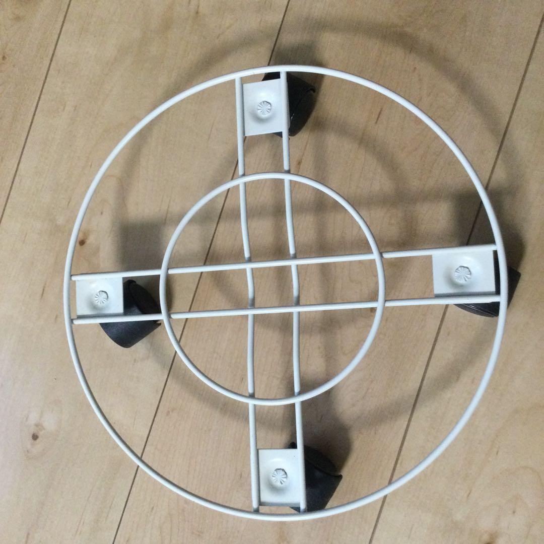 観葉植物　シェフレラ　ホンコンカポック　鉢植　画像のままを発送