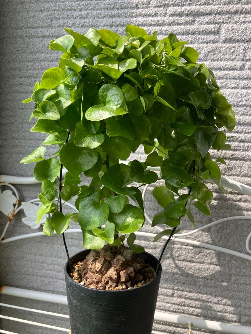 アフリカ亀甲竜　　No.9