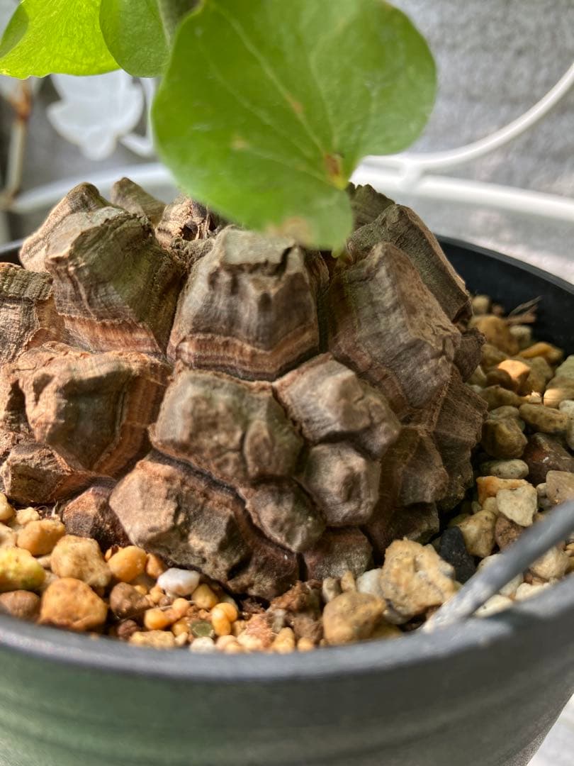 アフリカ亀甲竜　　No.9