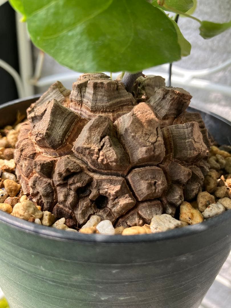 アフリカ亀甲竜　　No.9