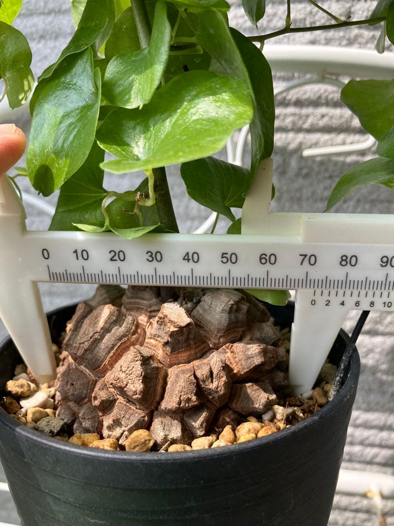 アフリカ亀甲竜　　No.9