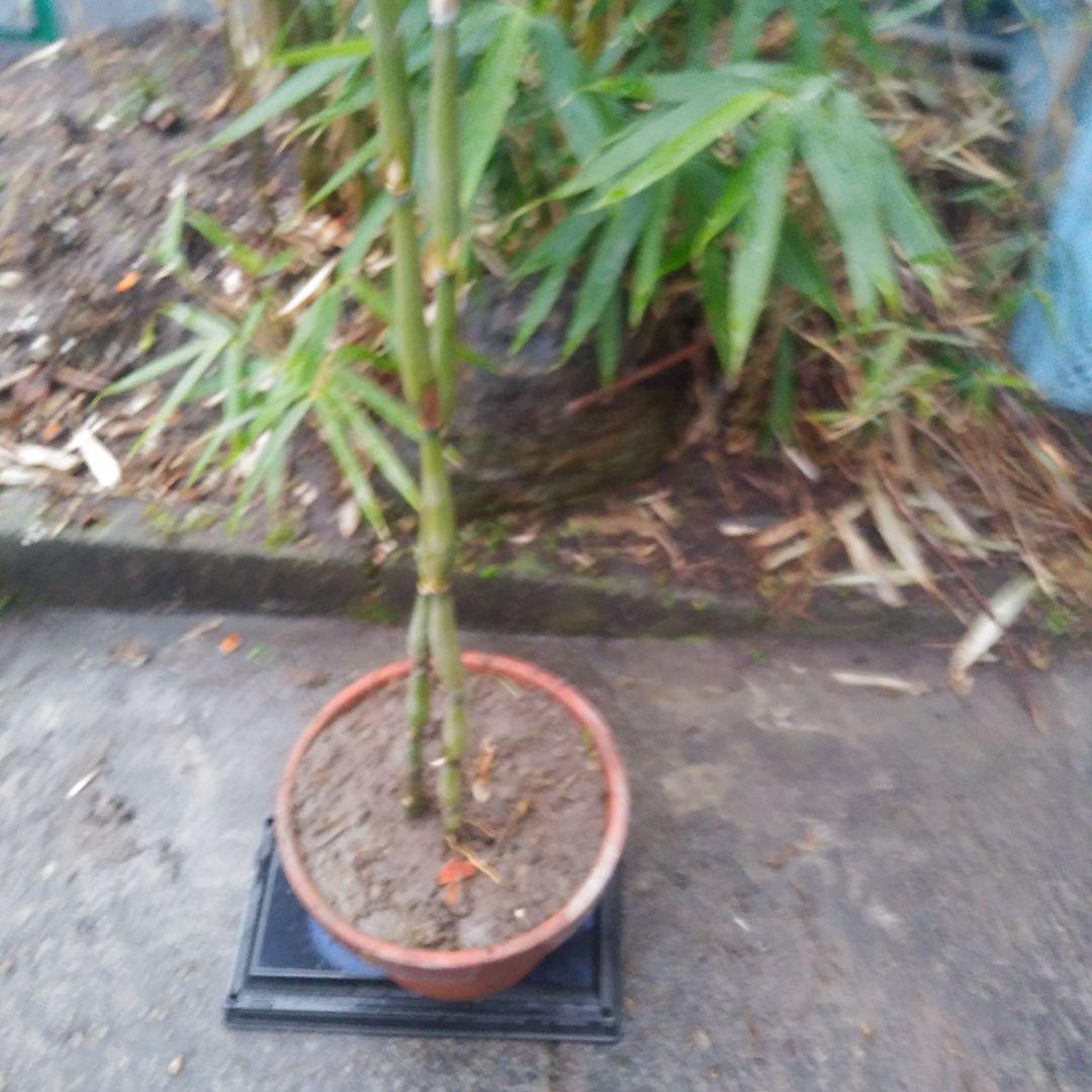 らっきょう竹苗木盆栽仕立て