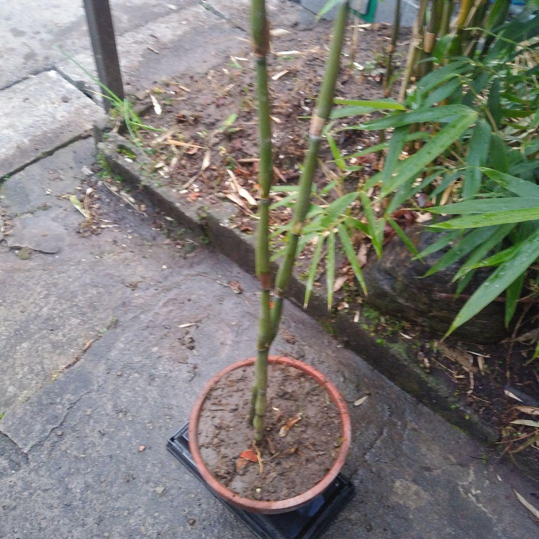 らっきょう竹苗木盆栽仕立て