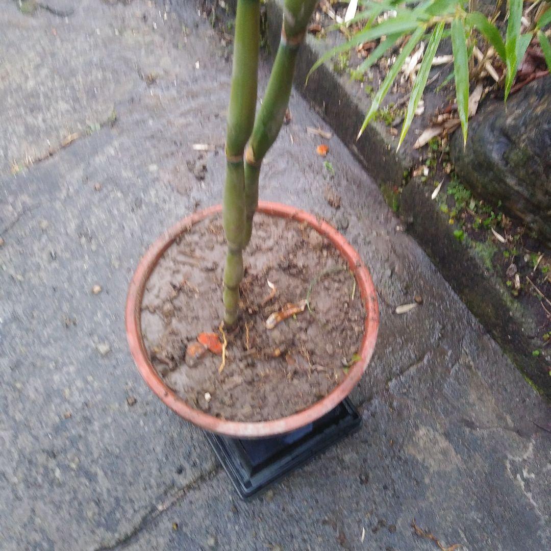 らっきょう竹苗木盆栽仕立て