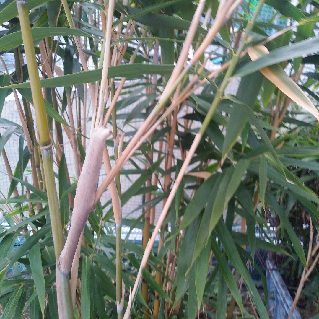 らっきょう竹苗木盆栽仕立て