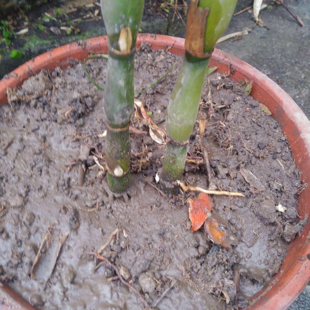 らっきょう竹苗木盆栽仕立て