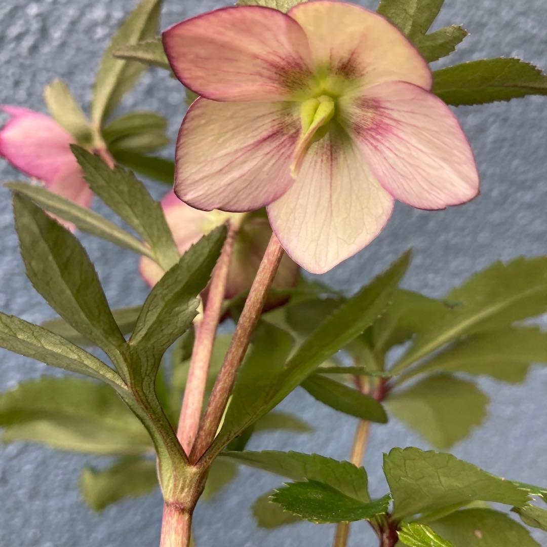 クリスマスローズ　極小輪　ダークネクタリー　株分け前提