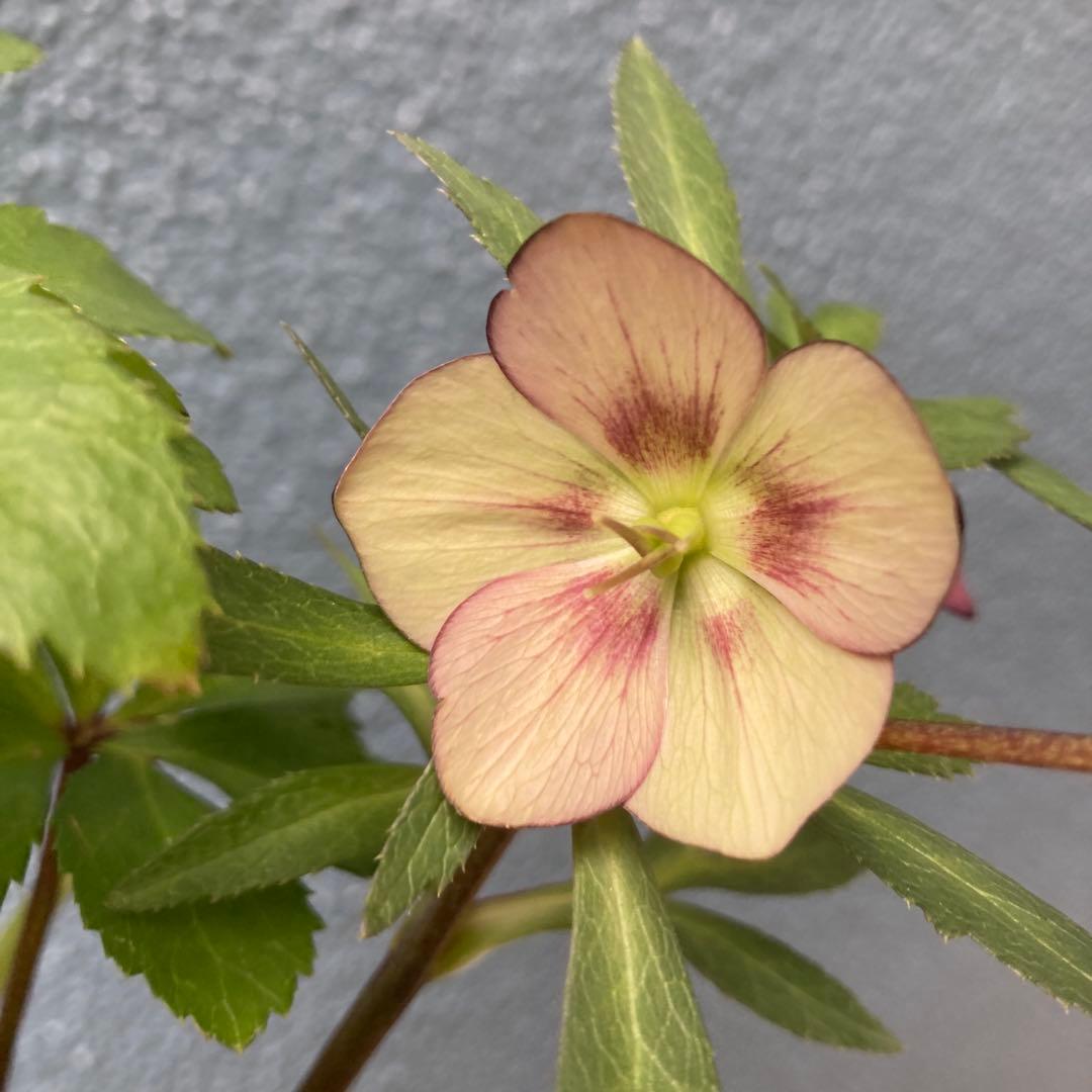 クリスマスローズ　極小輪　ダークネクタリー　株分け前提