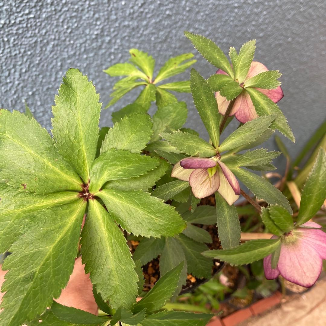 クリスマスローズ　極小輪　ダークネクタリー　株分け前提