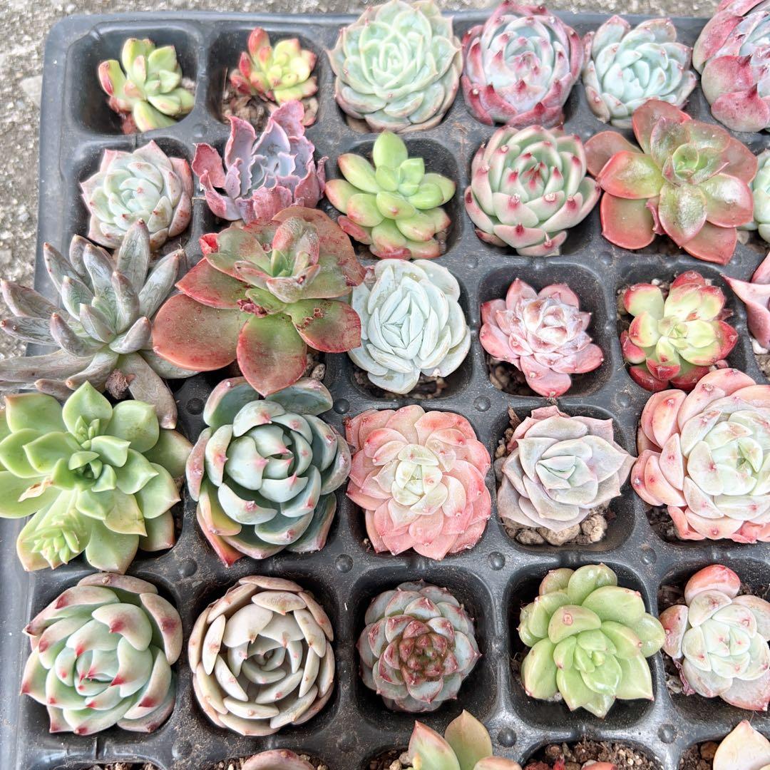 多肉植物　エケベリア105苗 詰め合わせセット