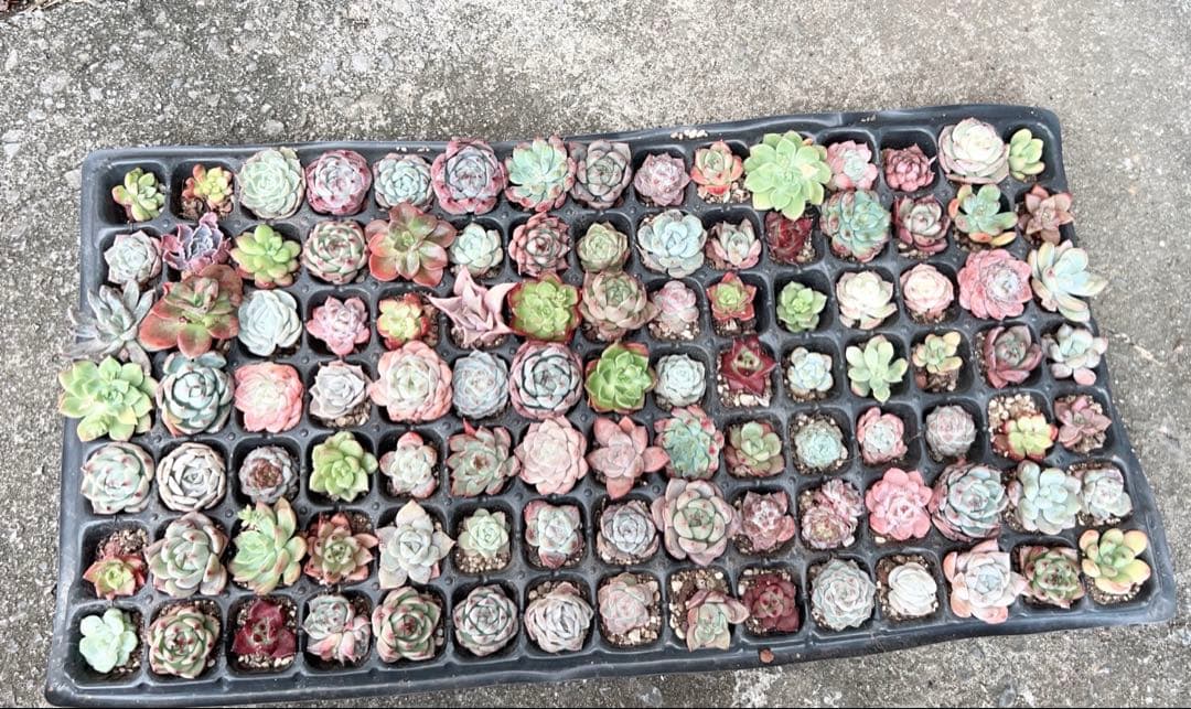多肉植物　エケベリア105苗 詰め合わせセット