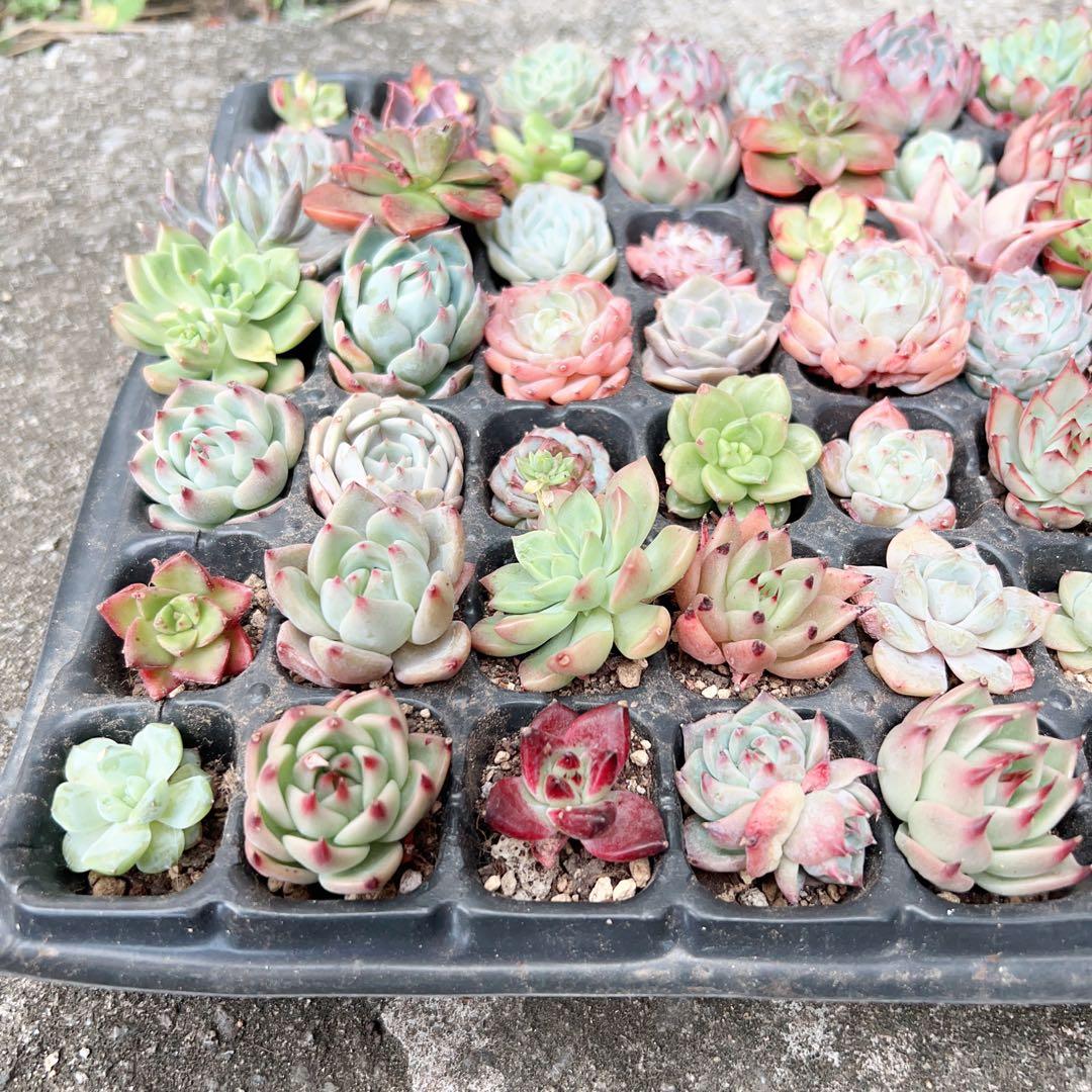 多肉植物　エケベリア105苗 詰め合わせセット