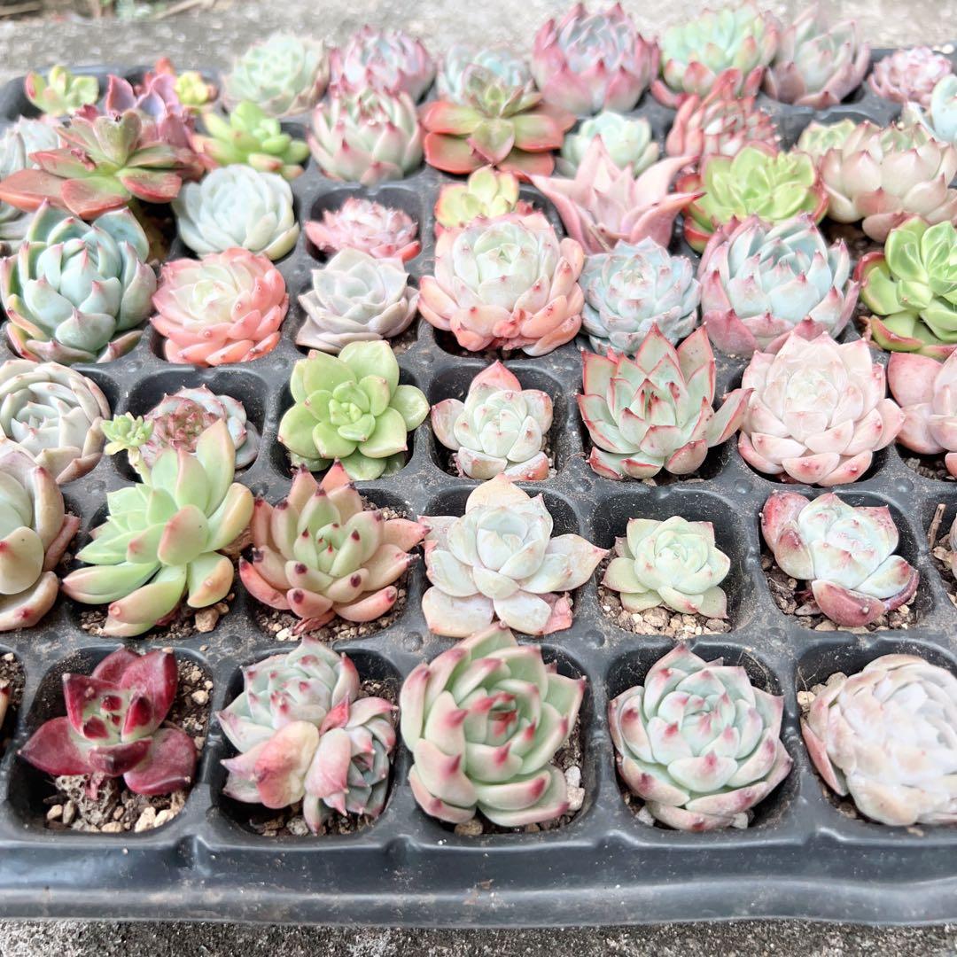 多肉植物　エケベリア105苗 詰め合わせセット