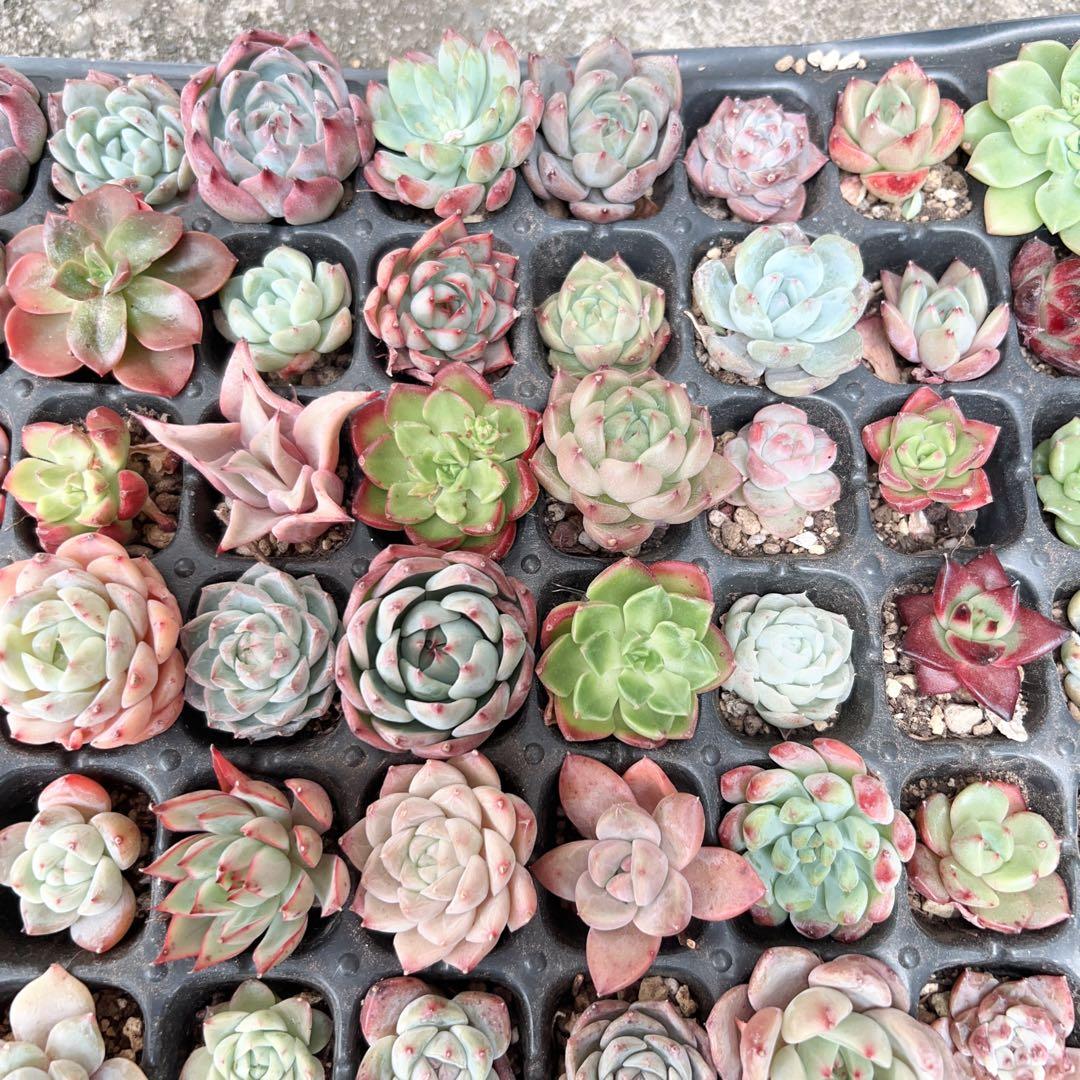 多肉植物　エケベリア105苗 詰め合わせセット