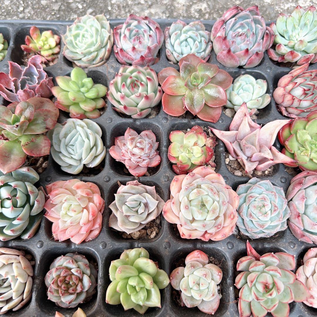 多肉植物　エケベリア105苗 詰め合わせセット