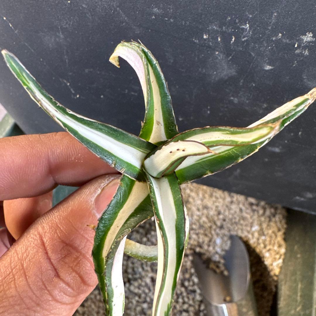 アガベ笹の雪　氷山子株　純白中斑小さめ