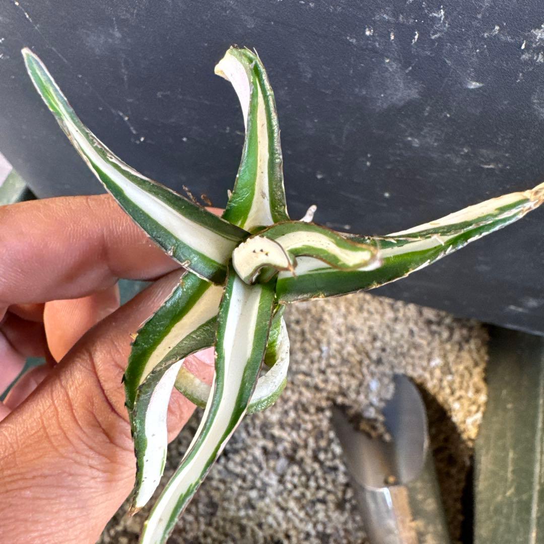 アガベ笹の雪　氷山子株　純白中斑小さめ