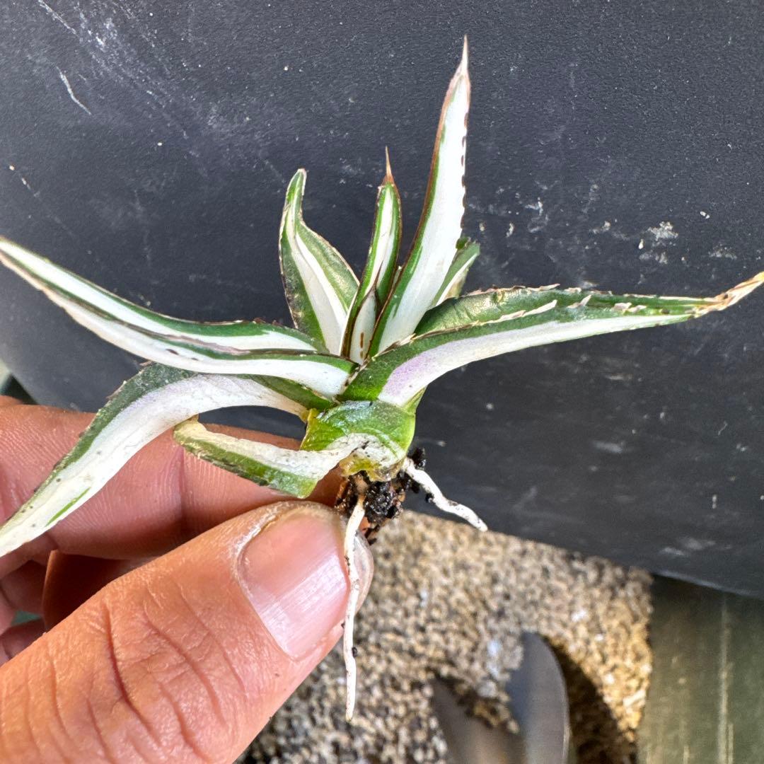 アガベ笹の雪　氷山子株　純白中斑小さめ