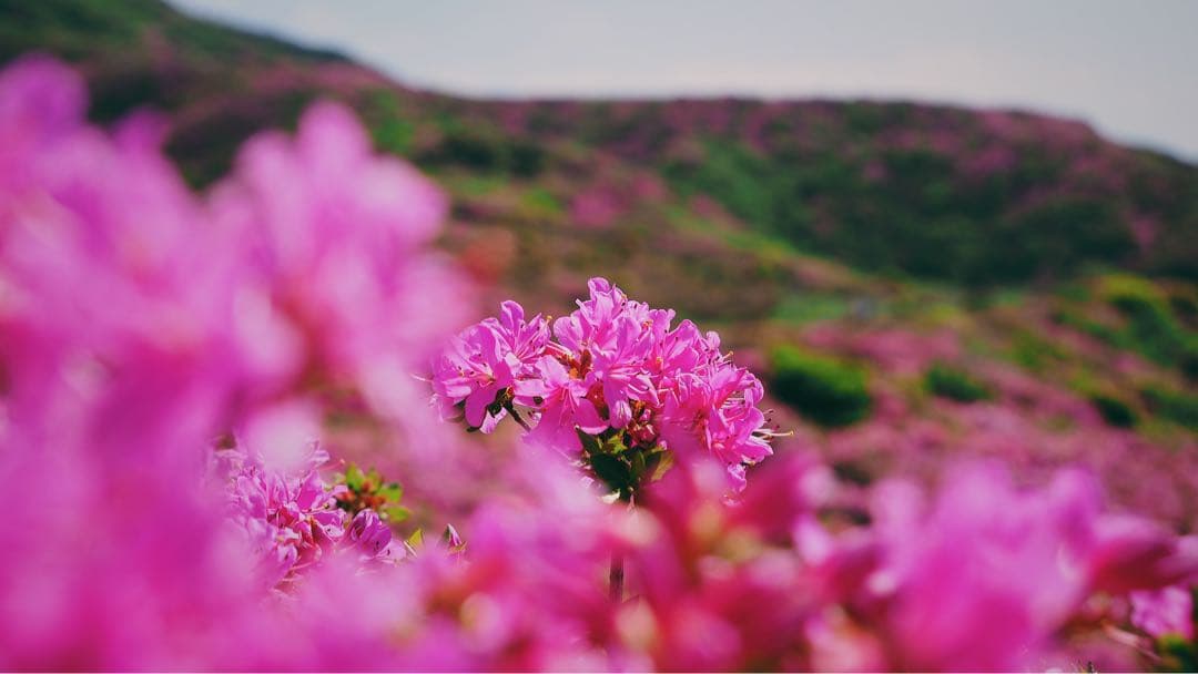 OM-D E-M5 MarkII Limited レンズキット