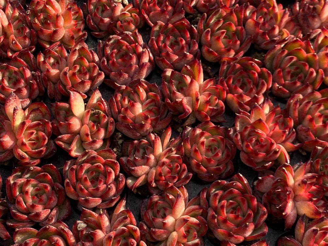 あ*ぴ様 AF2444　カガリ　105苗　多肉植物　土と根付き　エケベリア　韓国