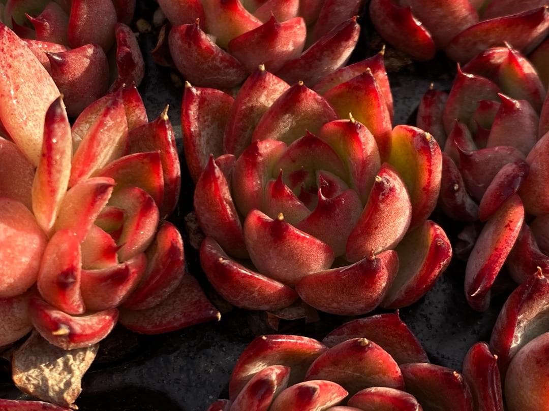 あ*ぴ様 AF2444　カガリ　105苗　多肉植物　土と根付き　エケベリア　韓国