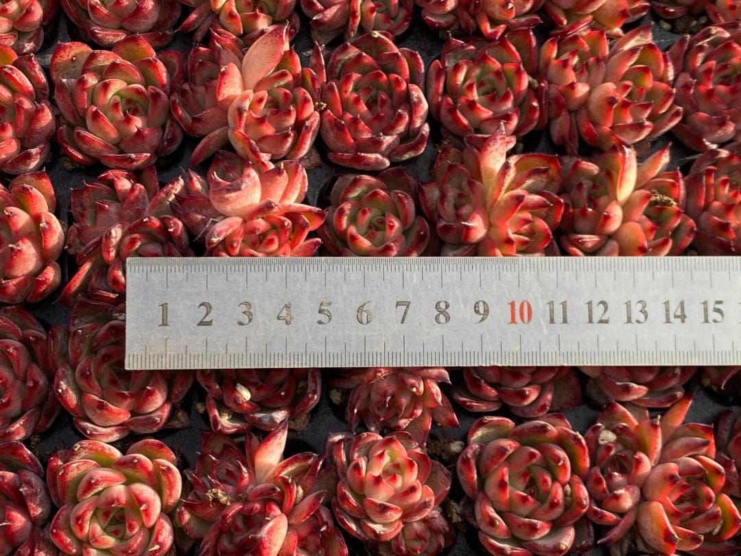 あ*ぴ様 AF2444　カガリ　105苗　多肉植物　土と根付き　エケベリア　韓国