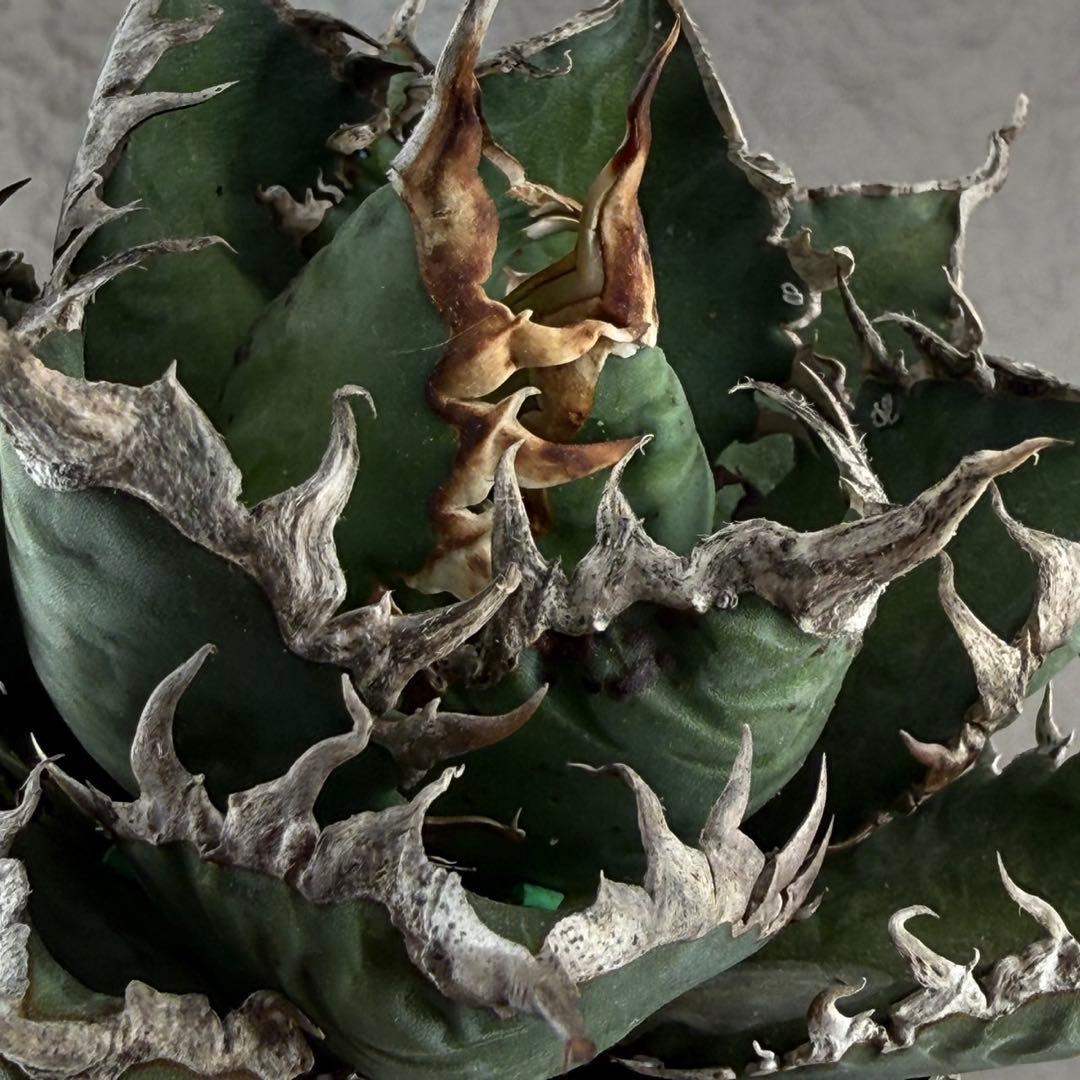 u*f様 【アガベ　チタノタ“極上海王”】完全にレベルが違う海王　K11