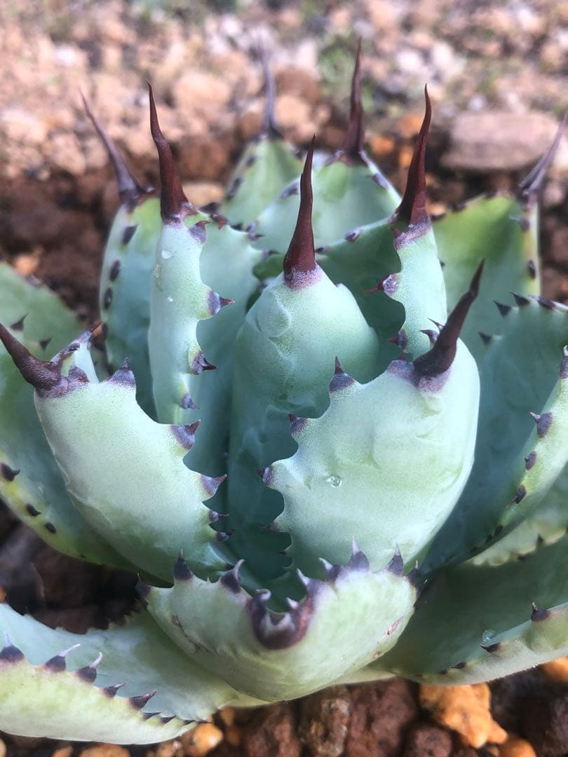 アガベ 曲刺　八荒雷神　吉祥冠