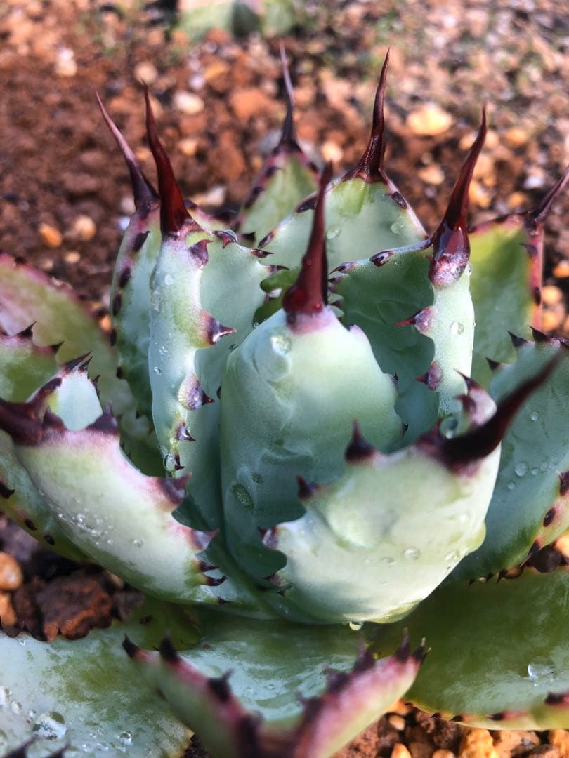 アガベ 曲刺　八荒雷神　吉祥冠