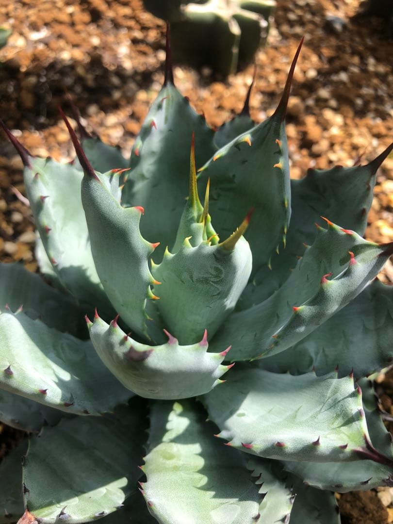 アガベ 曲刺　八荒雷神　吉祥冠