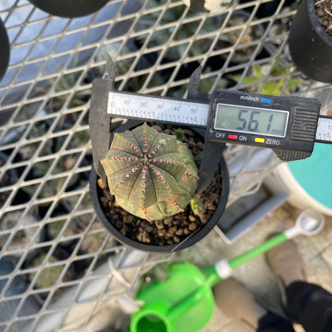 ユーフォルビア オベサ オールド モンスト 3~3.5号プラ鉢