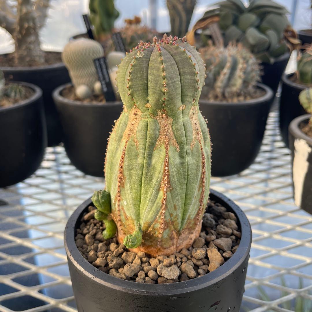 ユーフォルビア オベサ オールド モンスト 3~3.5号プラ鉢